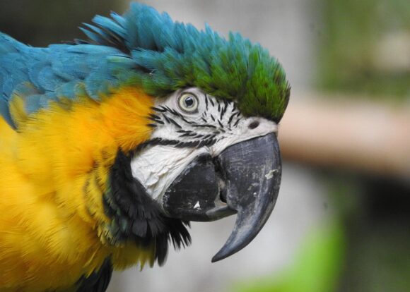 Tucan lodge Cuyabeno