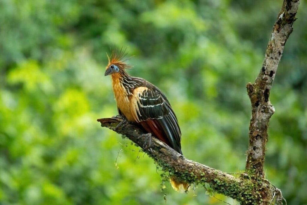 4-Day Cuyabeno Amazon Adventure