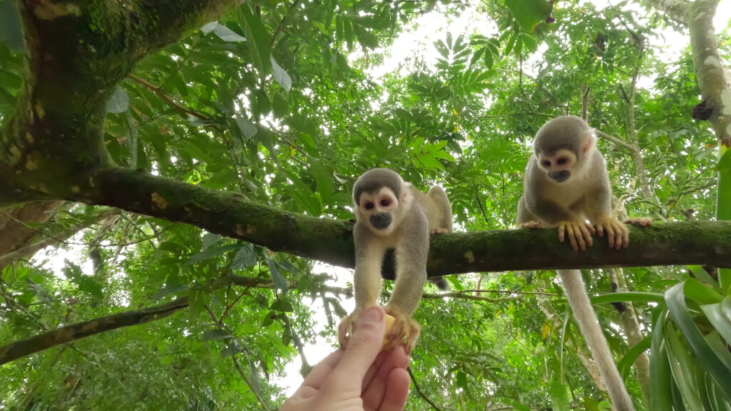 Capuchin Monkey