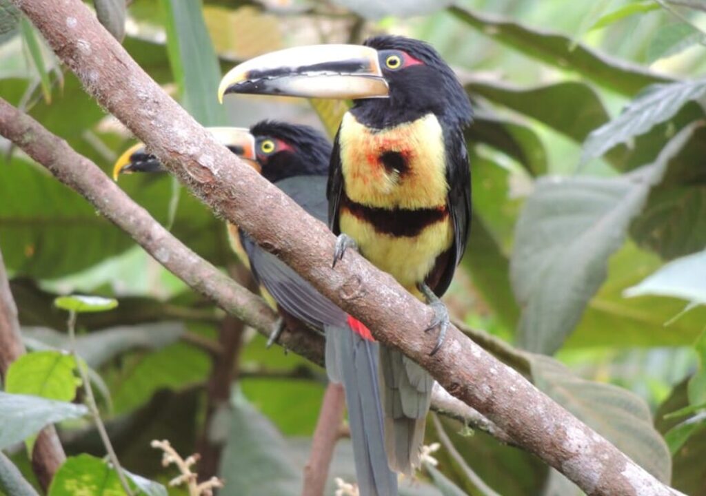 Tucans in the jungle