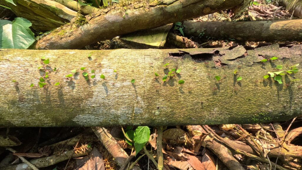 Ants in the Amazon