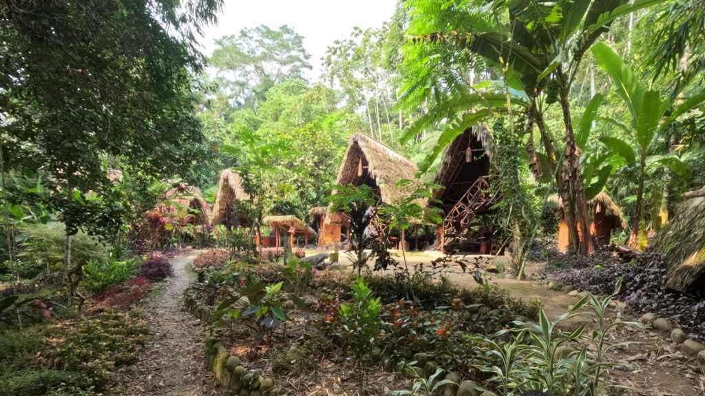 Ayahuasca in Tena, Ecuador