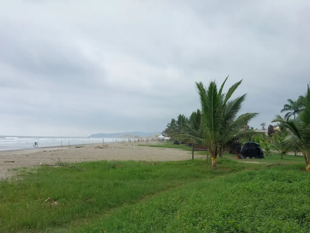 Palm trees on the beach at Olón