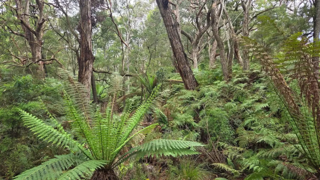 Greens Bush Mornington Peninsula Australia