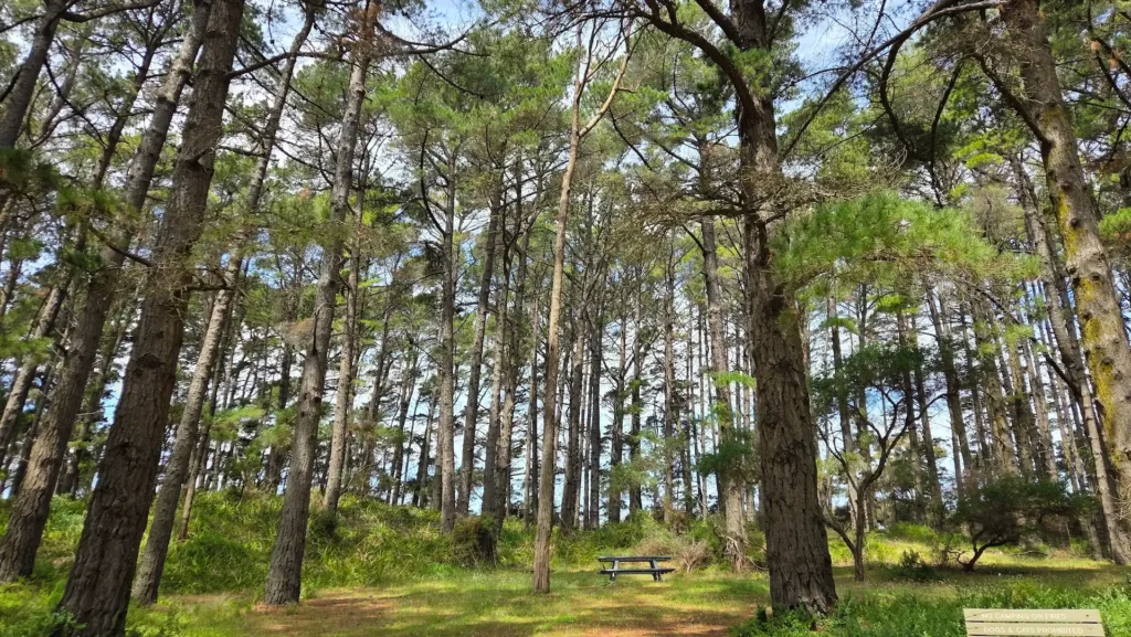 Fingal Park picnic area Mornington Peninsula Victoria