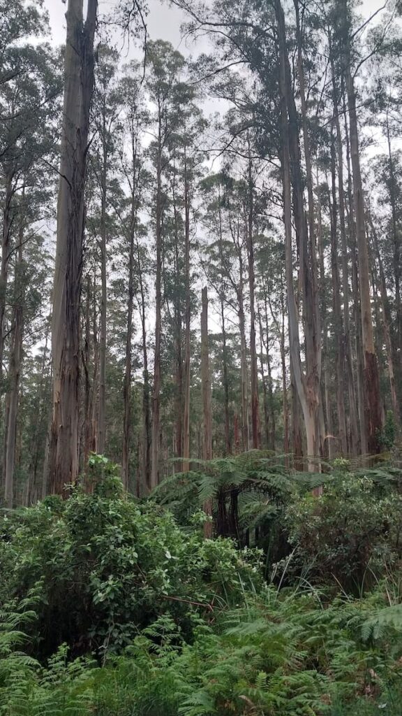 Picture showing the scale of the Mountain Ash trees in the Dandenongs, VIC