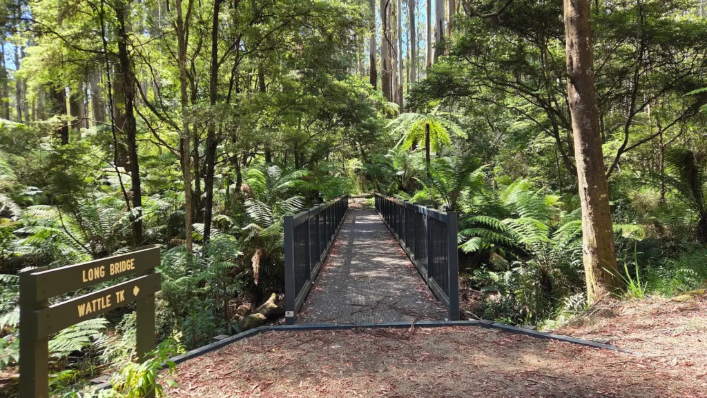Bridge at Sherbrooke Forest, Dandenongs, 2026