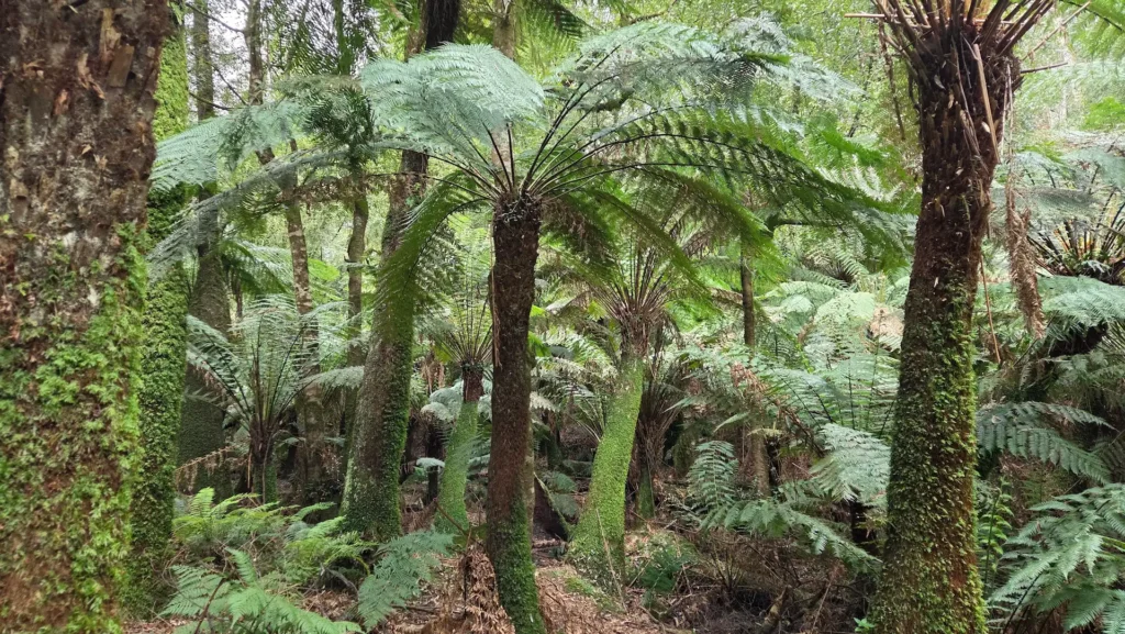 Photo showing fern trees at the Dandenong Ranges