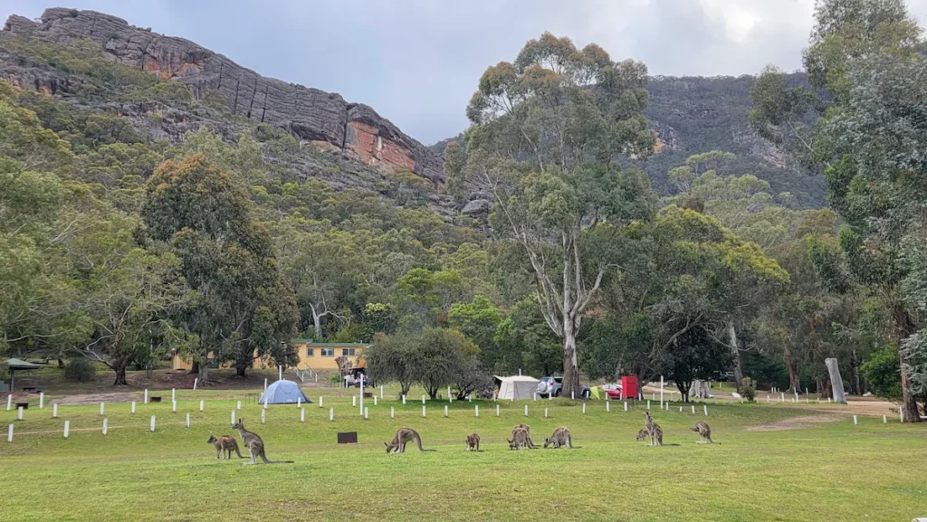 Kangaroos in Halls Gap, Grampians, Victoria, Australlia