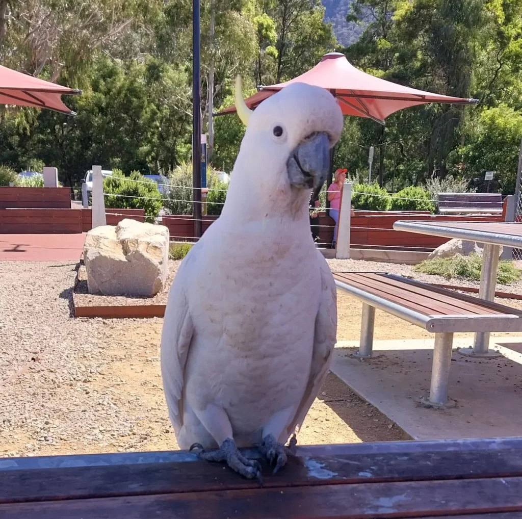 Cockatoo in the Grampians National Park