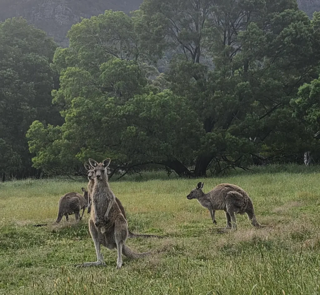 Kangaroos grazing in the open fields near the Aboriginal center, Grampians