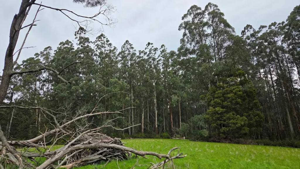 Natural clearing in the Dandenong Ranges, Grants Picnic trail