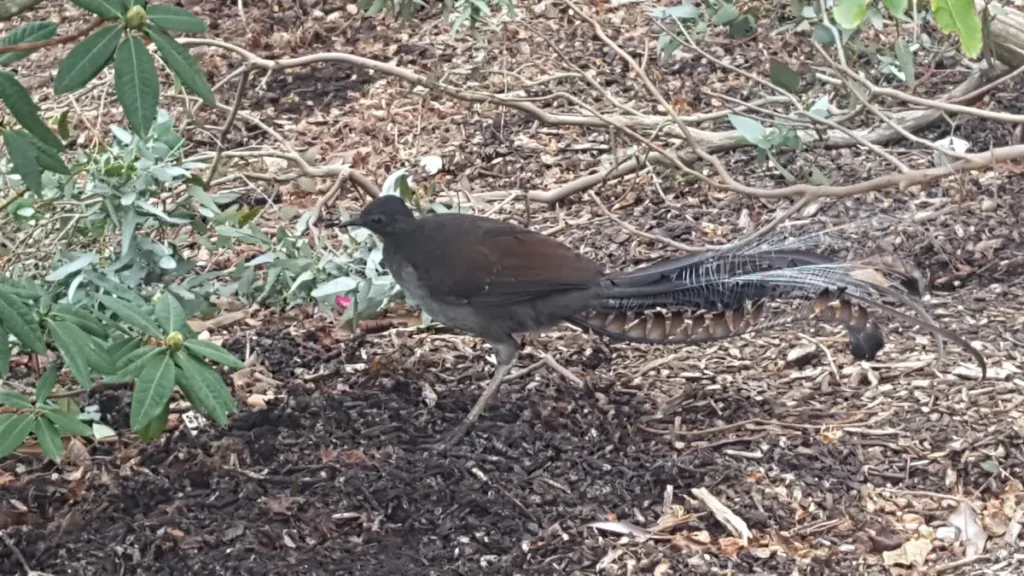 Photo I took of a lyrebird in the Dandenong Ranges, 2017
